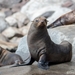 Guadalupe Fur Seal - Photo (c) wildstein, all rights reserved, uploaded by wildstein