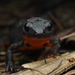Sword-tailed Newt - Photo (c) 🌳🌾🍂🏔️🐚🌊S Dowell 🐦🌱🍄🌿🐛🍀, all rights reserved, uploaded by 🌳🌾🍂🏔️🐚🌊S Dowell 🐦🌱🍄🌿🐛🍀