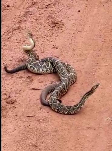 Neotropical Rattlesnake