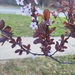 Prunus × cistena - Photo (c) Sean Rigney, todos os direitos reservados, uploaded by Sean Rigney