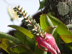 Aechmea nudicaulis image