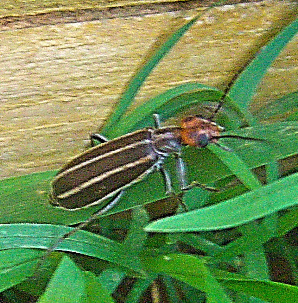 Epicauta in February 2023 by santiagopcol · iNaturalist