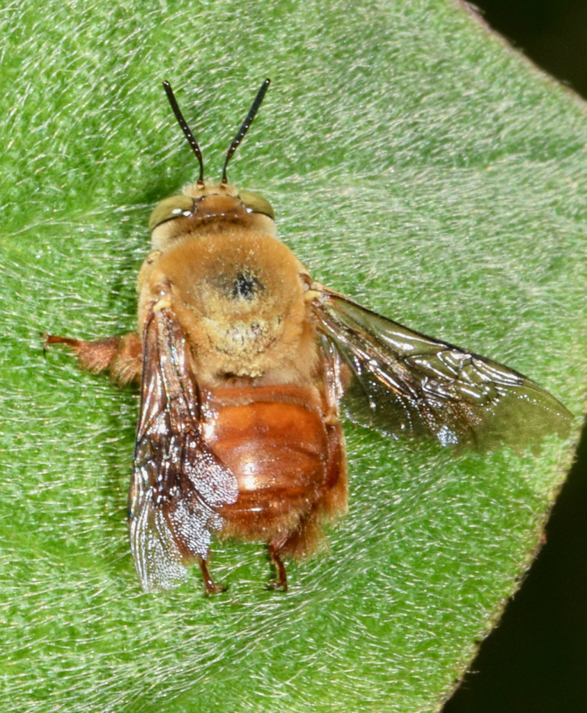 Centris fuscata · BioDiversity4All
