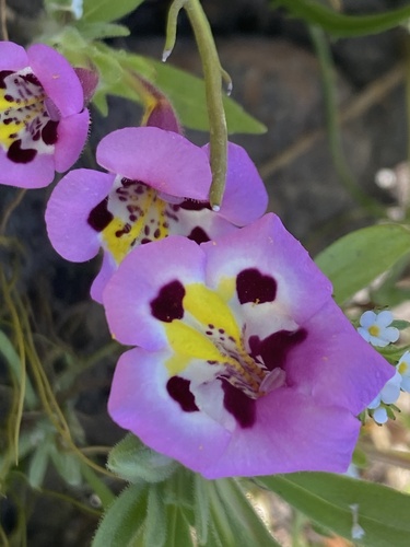 iNaturalist observation photo of tricolor monkeyflower