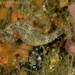 Observation photo