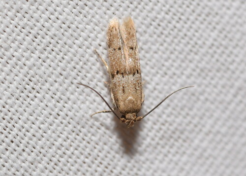 Blastobasis tarda Meyrick, 1902