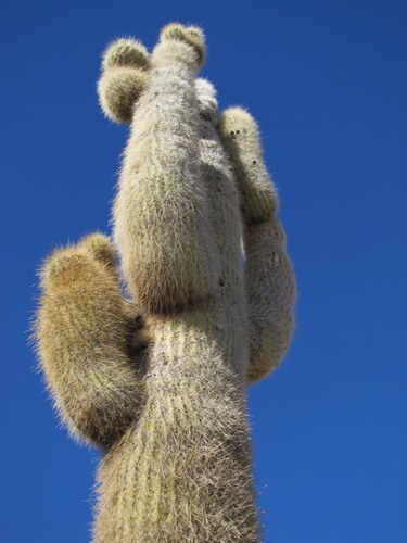 Trichocerus pasacana