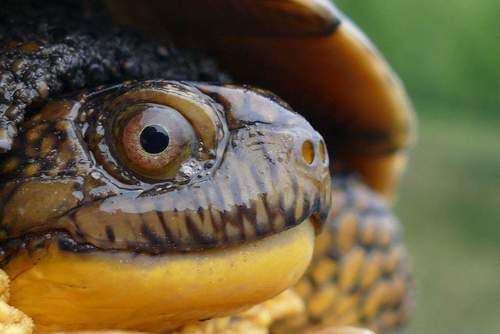 Blanding's Turtle
