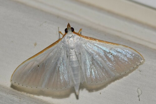 Palpita margaritacea Inoue, 1997