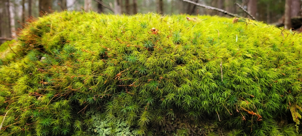 joint-toothed-mosses-from-mansonville-qc-j0e-1x0-canada-on-april-18