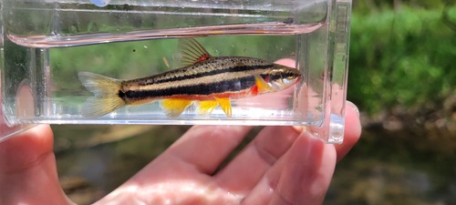 Southern Redbelly Dace