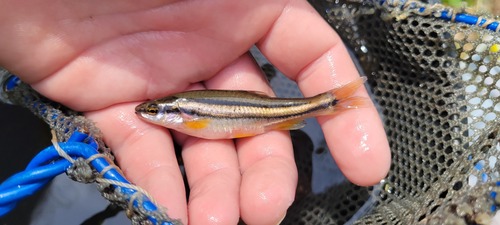 Southern Redbelly Dace