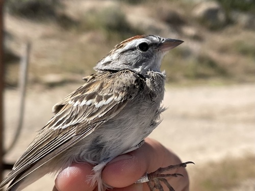 iNaturalist observation photo of Chipping Sparrow