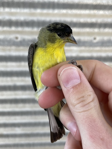 iNaturalist observation photo of Lesser Goldfinch