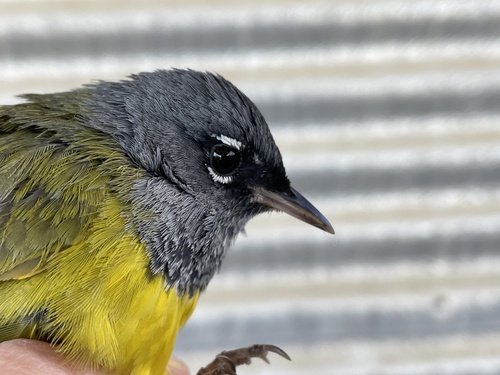 iNaturalist observation photo of MacGillivray's Warbler