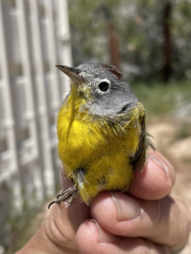 iNaturalist observation photo of Nashville Warbler