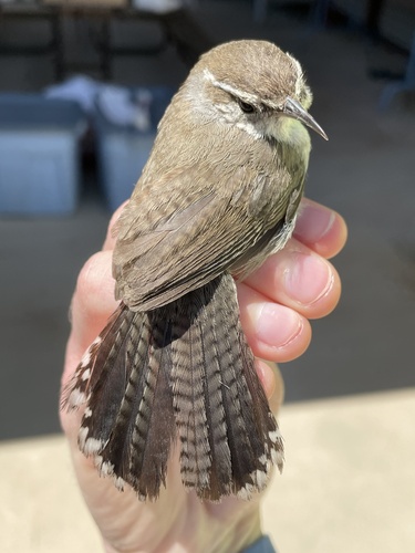 iNaturalist observation photo of Bewick's Wren