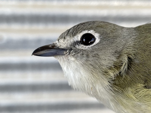 iNaturalist observation photo of Cassin's Vireo