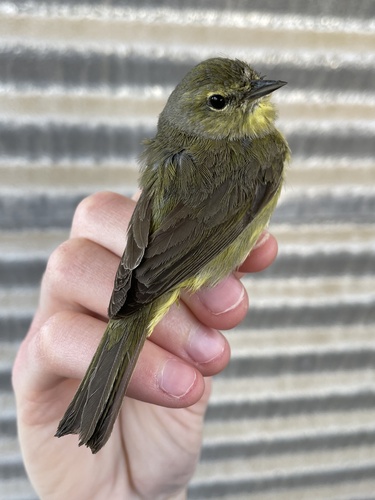 iNaturalist observation photo of Orange-crowned Warbler