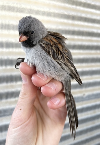 iNaturalist observation photo of Black-chinned Sparrow