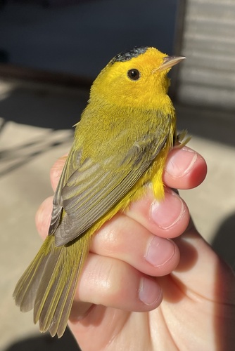 iNaturalist observation photo of Wilson's Warbler