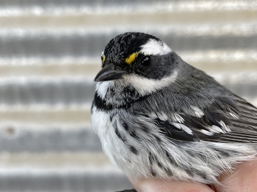 iNaturalist observation photo of Black-throated Gray Warbler