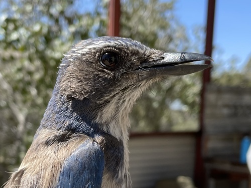 iNaturalist observation photo of California Scrub-Jay