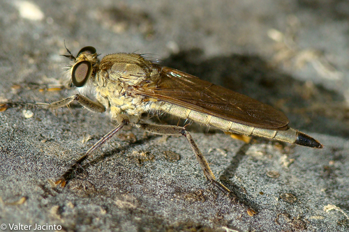 Dune Robber Fly