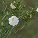 Ipomoea squamisepala - Photo (c) Laurent Quéno, todos los derechos reservados, subido por Laurent Quéno