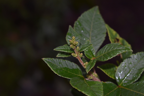 Rhus allophyloides