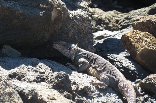 Monserrat Chuckwalla