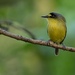 Todirostrum Tody-Flycatchers - Photo (c) Joao Quental, all rights reserved, uploaded by Joao Quental