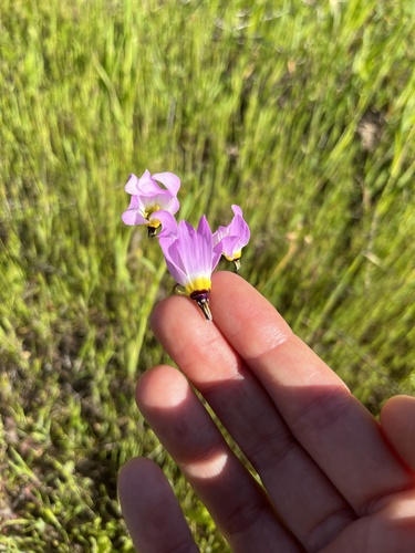 iNaturalist observation photo of Padre's Shooting Star