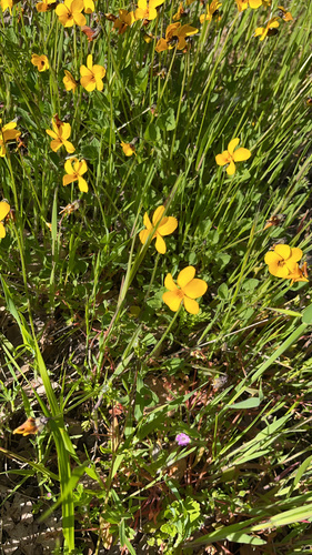 iNaturalist observation photo of California Golden Violet