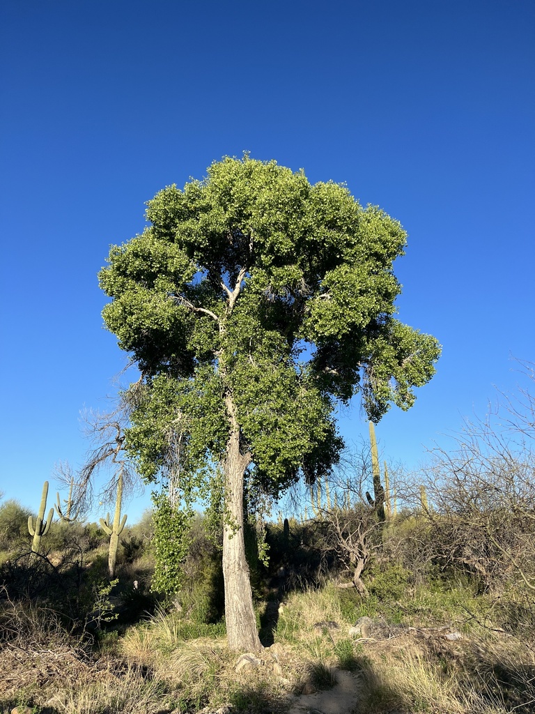 Fremont Cottonwood from Coronado National Forest, Tucson, AZ, US on ...