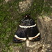 Amphipyra tripartita - Photo (c) Taewoo Kim, all rights reserved, uploaded by Taewoo Kim
