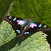 Purple Spotted Swallowtail - Photo (c) john lenagan, all rights reserved, uploaded by john lenagan