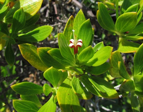 Ernodea littoralis Sw.