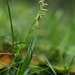 Carex dissitiflora - Photo (c) 陳志豪, todos los derechos reservados, subido por 陳志豪