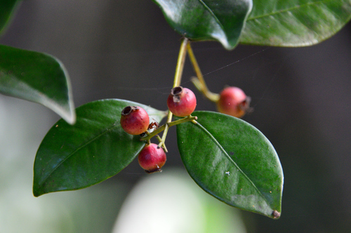 Género Calyptranthes · iNaturalist Mexico