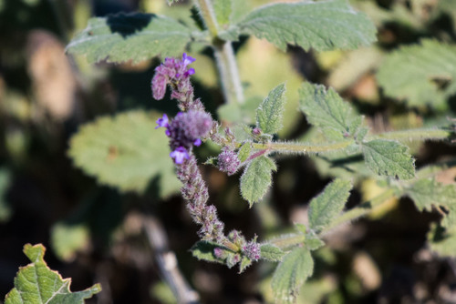 iNaturalist observation photo of western vervain