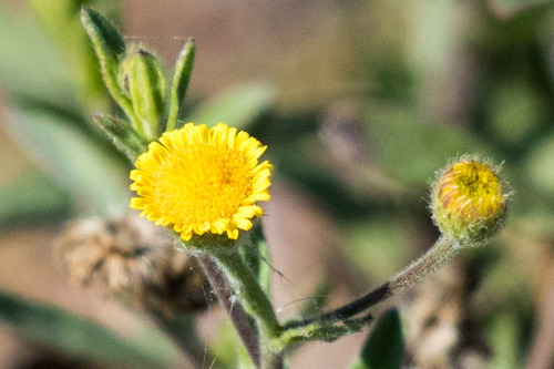 iNaturalist observation photo of Spanish False Fleabane