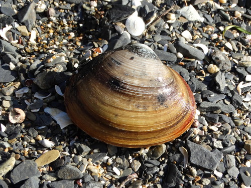 Sakhalin Surfclam