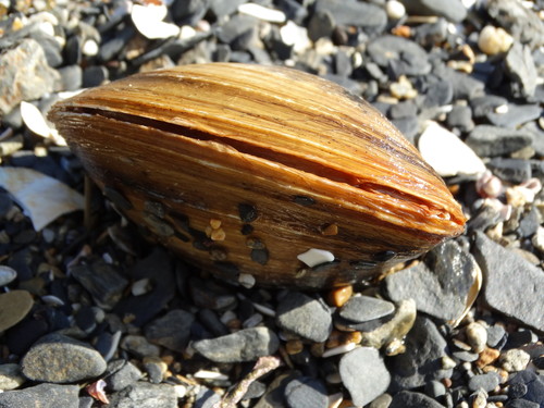 Sakhalin Surfclam