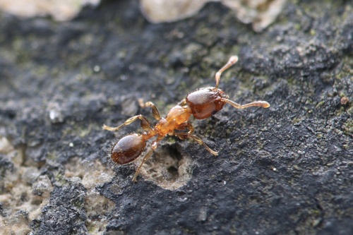 棘棱结蚁Gauromyrmex acanthinus