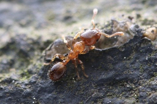 棱结蚁属Gauromyrmex