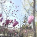 Magnolia liliiflora nigra - Photo (c) Константин Ким, kaikki oikeudet pidätetään, lähettänyt Константин Ким