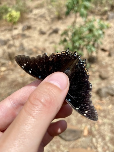 Kirk’s Charaxes