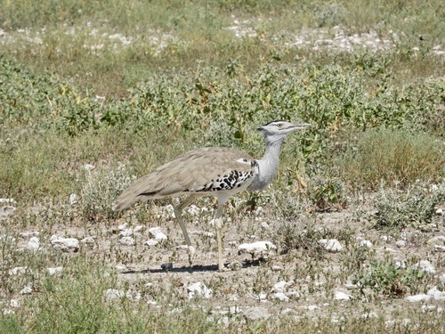 Southern Kori Bustard