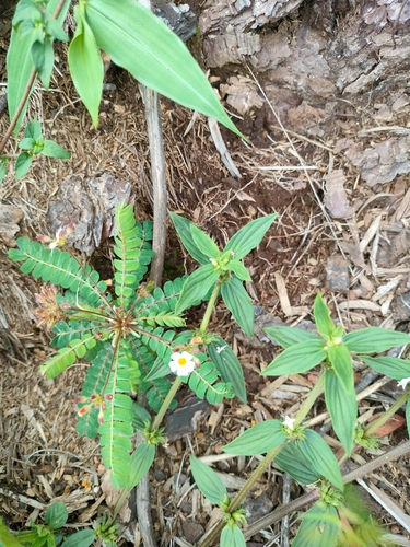 Biophytum helenae